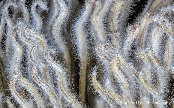 Focus Result 1 (C, 8, 4)Seahorses