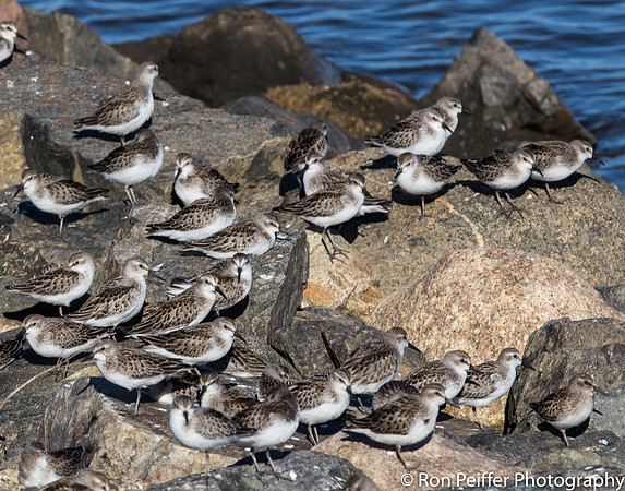 Sandpipers
