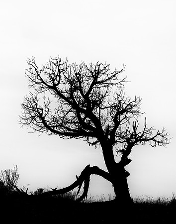Silhouette