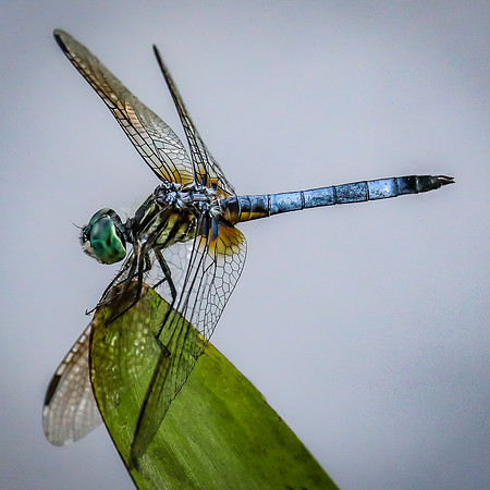 Blue Dasher