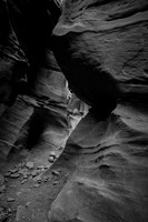 LtlWldHorse0318-8