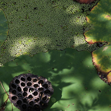 Duckweed