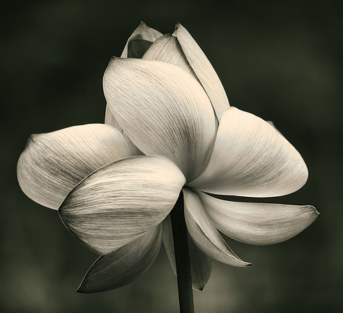 Lotus