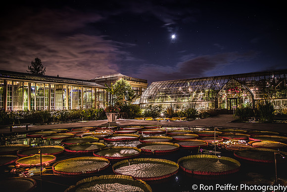 Lily Pool at Night