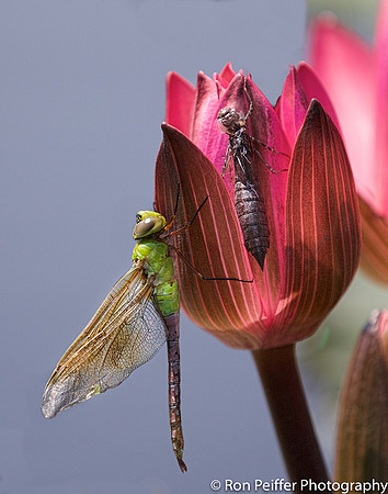 Damsel Fly Molting