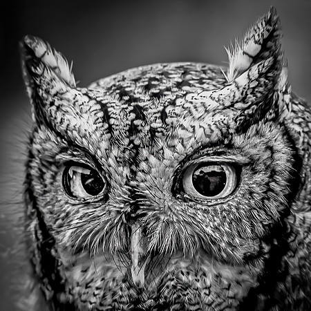 Little Owl