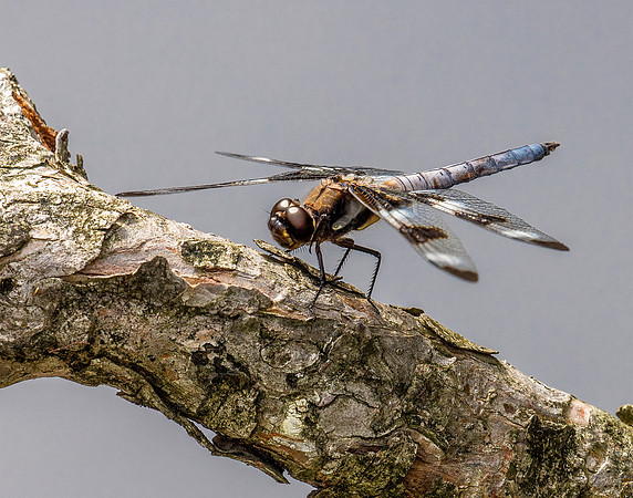 Dragonfly 5