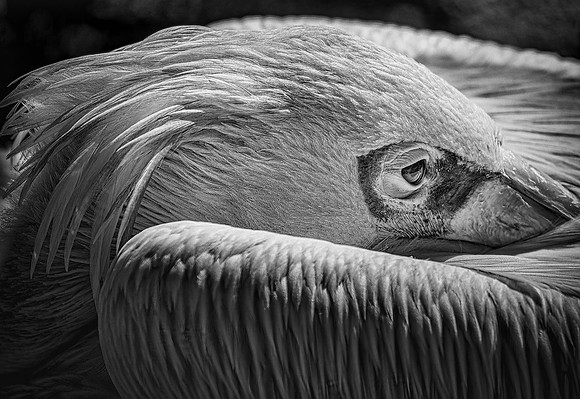 Pelican Break