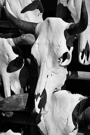 Santa Fe Cow