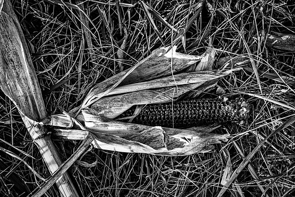Cob