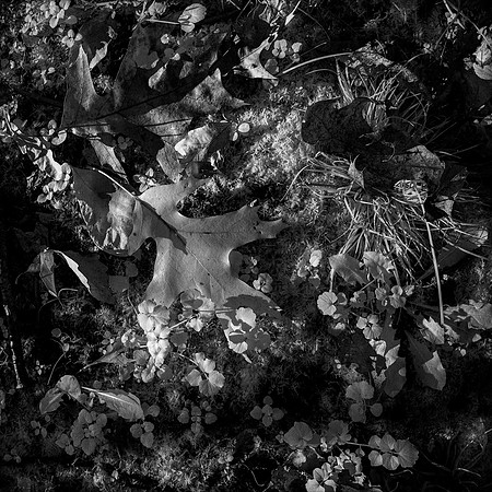 Pin Oak