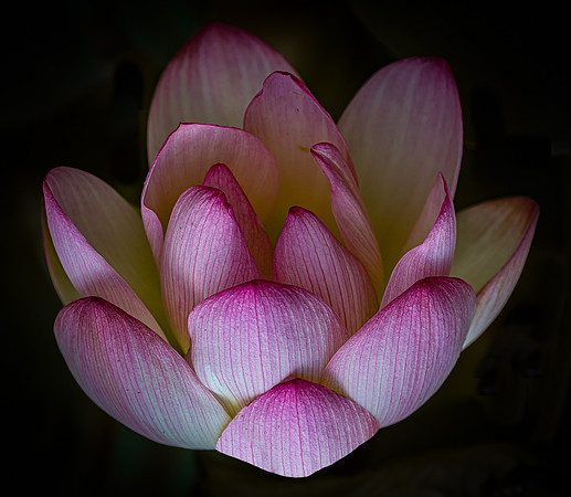 Lotus in Color