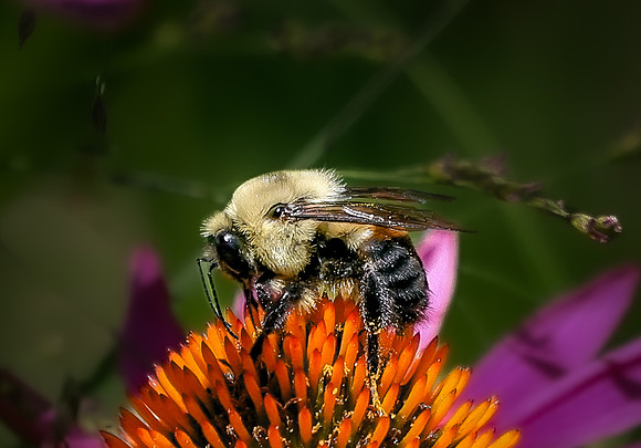 Busy Bee