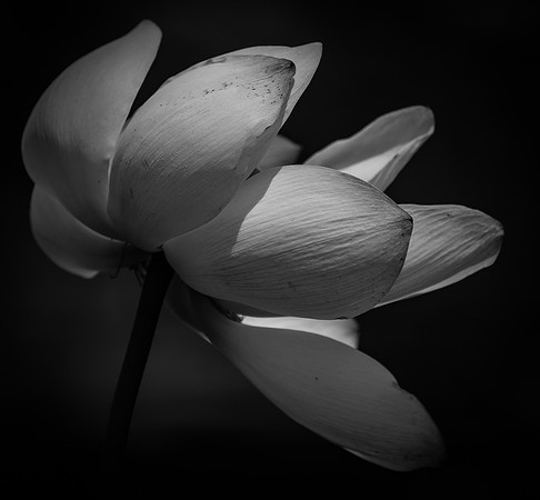 Beauty in the Shadows