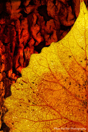CottonwoodMask