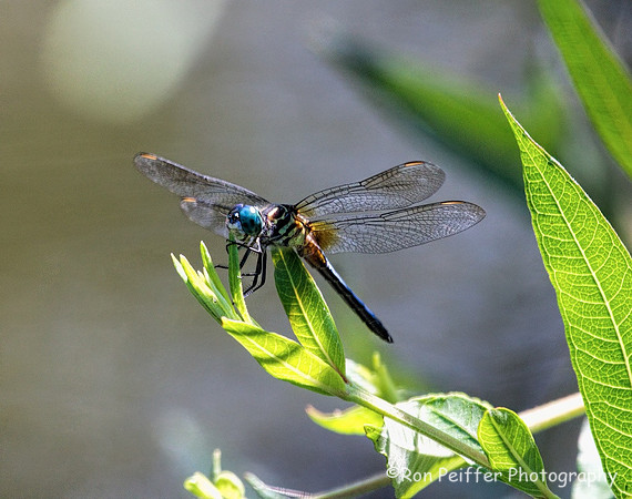Blue-eyed Darner Dragonfly