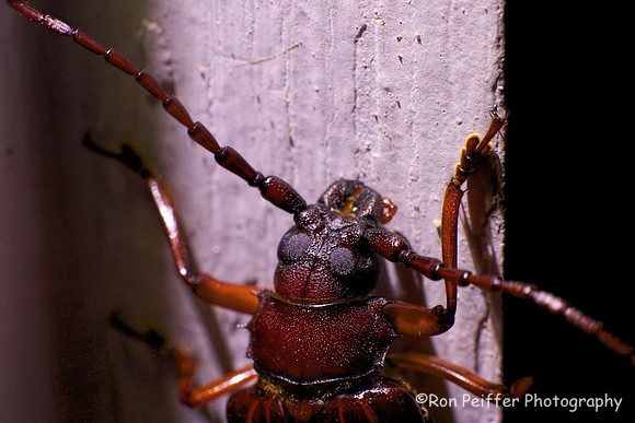 Big Brown Beetle
