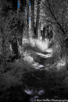 Gunnison Trail