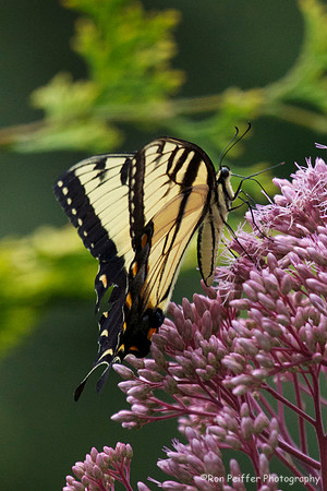 Tiger Swallowtail Butterfly