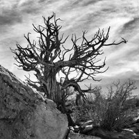 Scary Pine