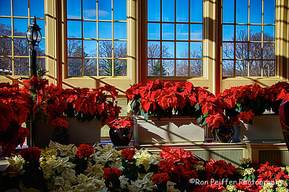 Poinsettias