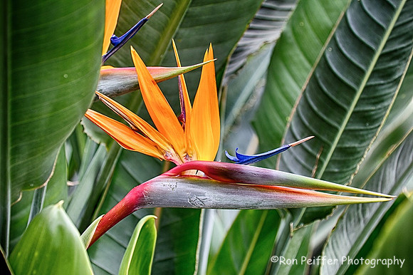 Bird of Paradise Flower