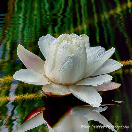 Lily