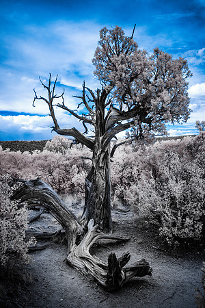 Black Canyon Surviver