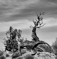 Twisted Pine