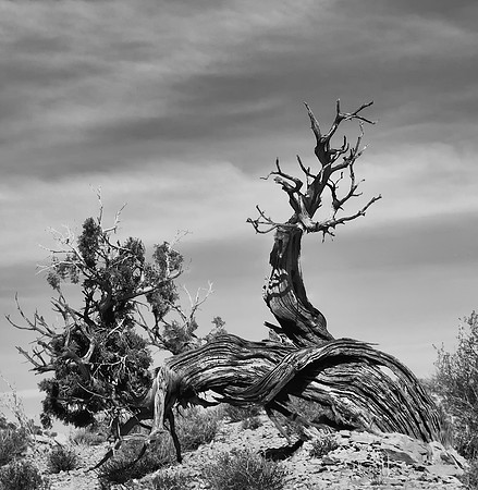 Twisted Pine