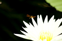 Dragonfly on White Lily