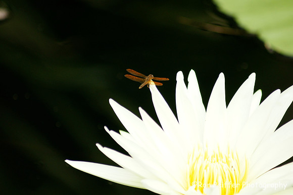 Dragonfly on White Lily