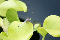 Dragon Fly