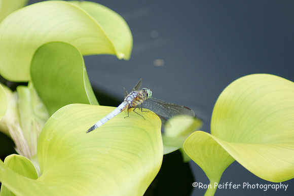 Dragon Fly