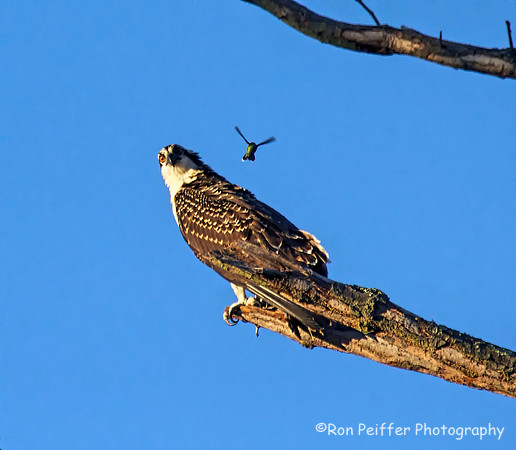 Hummingbird and Osprey