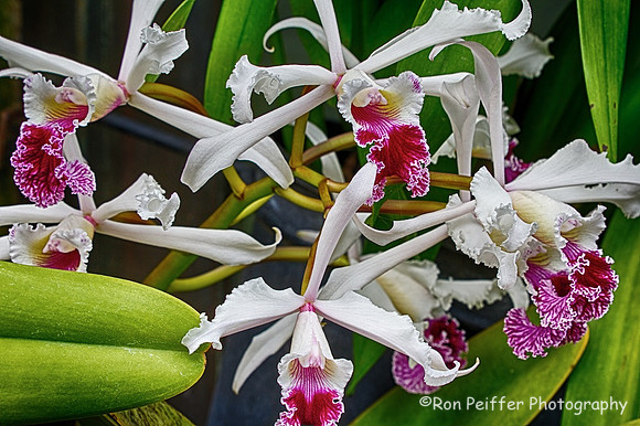 Orchids