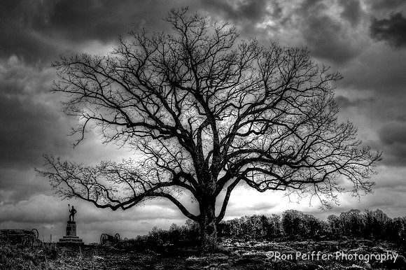 Devil's Den Tree