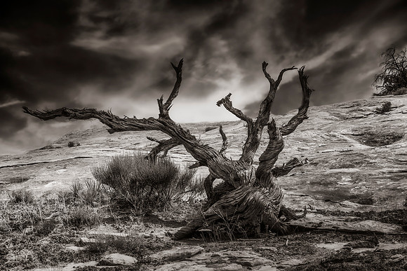 Mesa Tree