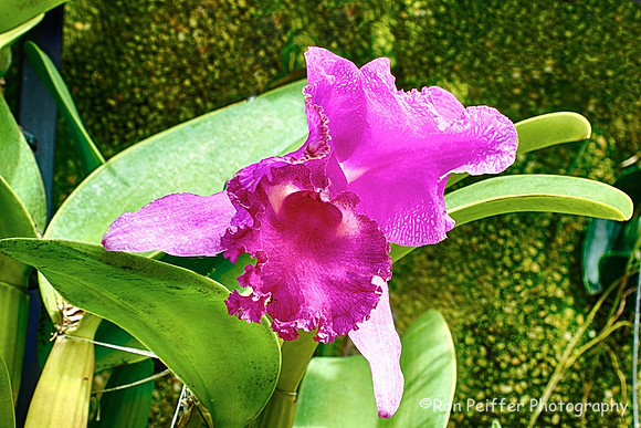 Orchid