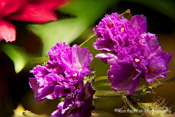 Tiny Purple