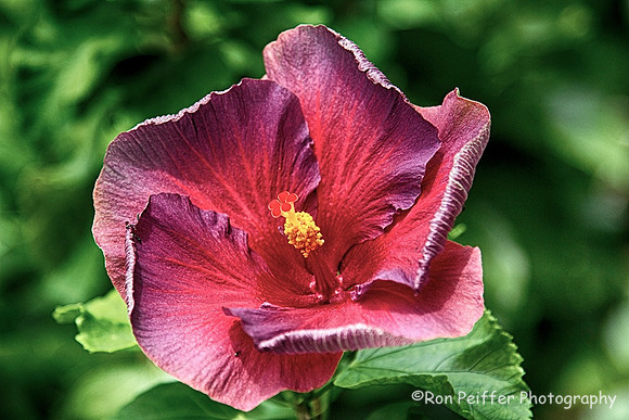 Pistol and Stamen