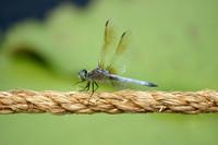Dragonfly on Rope