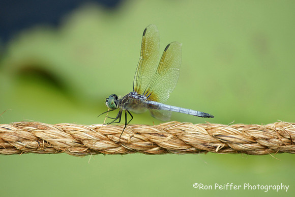 Dragonfly on Rope