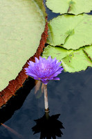 Purple Lily