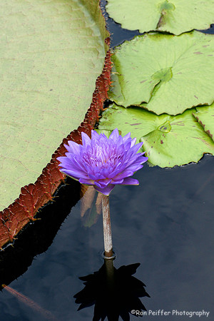 Purple Lily