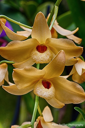 Bearded Yellow Orchids