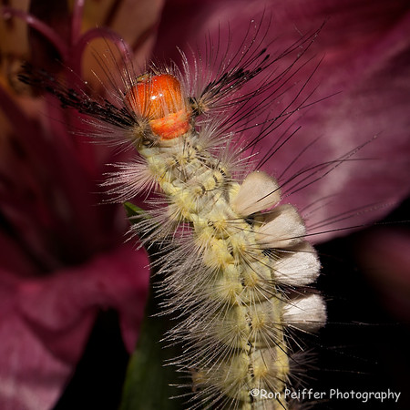 Tussock Caterpillar