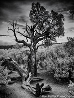 Black Canyon Survivor