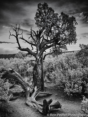 Black Canyon Survivor