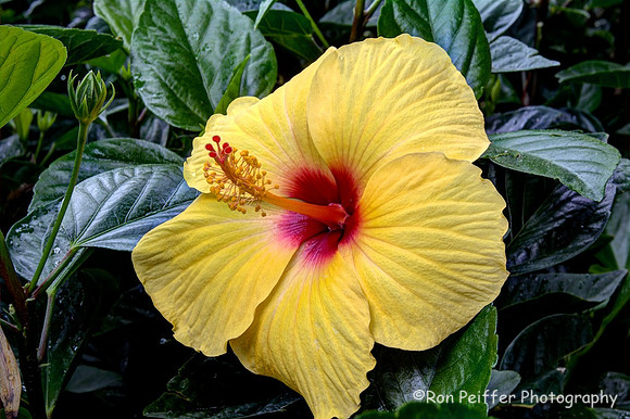 Hibiscus